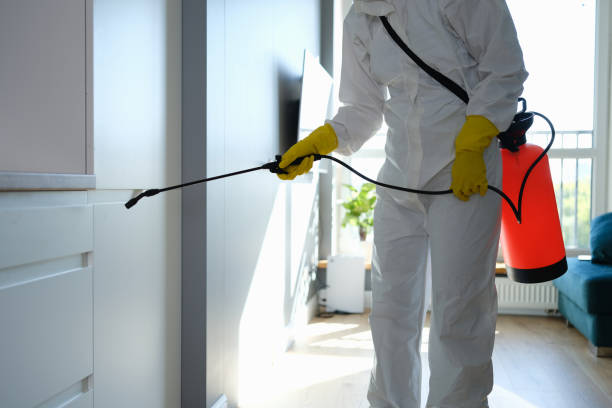 Best Mold Removal Process  in USA